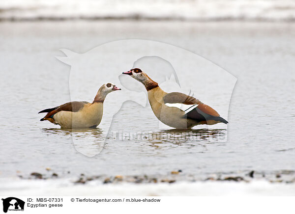 Egyptian geese / MBS-07331
