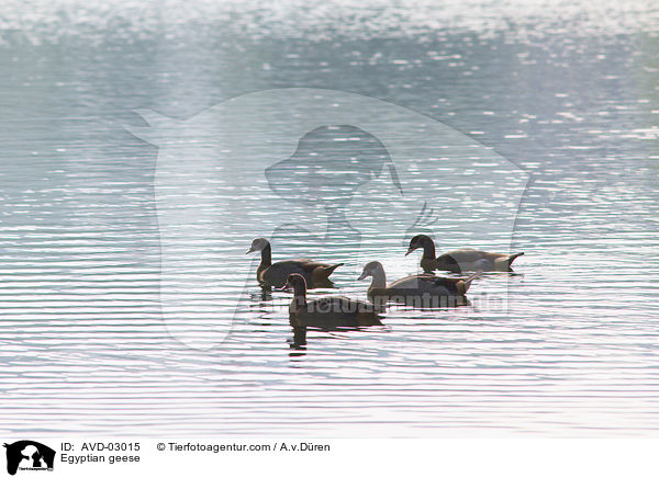 Nilgnse / Egyptian geese / AVD-03015