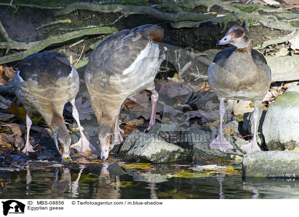 Egyptian geese / MBS-08856