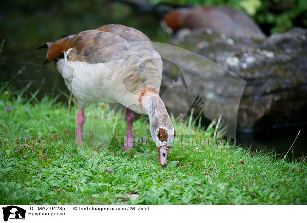 Nilgans / Egyptian goose / MAZ-04285