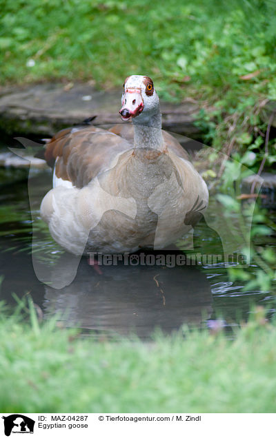 Egyptian goose / MAZ-04287