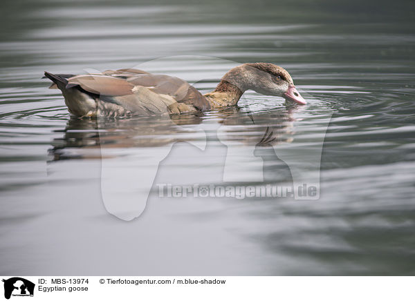 Egyptian goose / MBS-13974