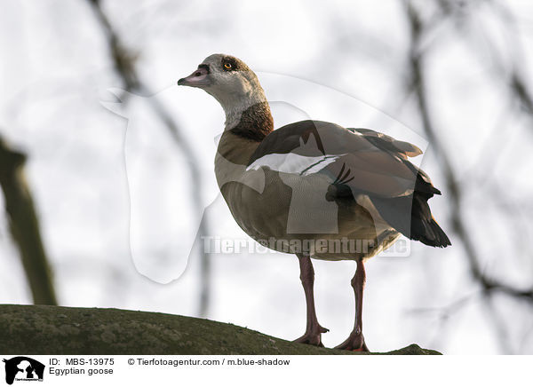 Nilgans / Egyptian goose / MBS-13975