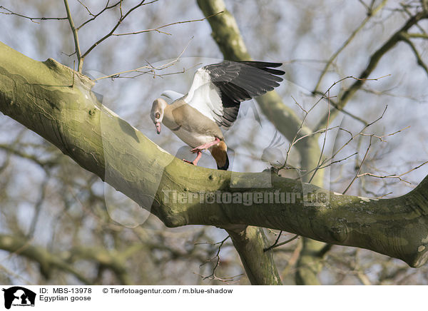 Nilgans / Egyptian goose / MBS-13978