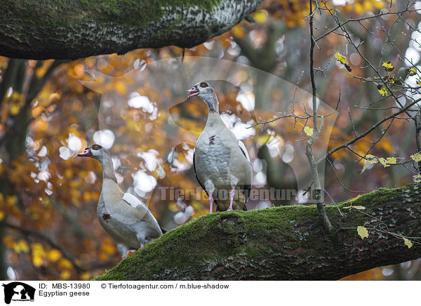 Nilgnse / Egyptian geese / MBS-13980