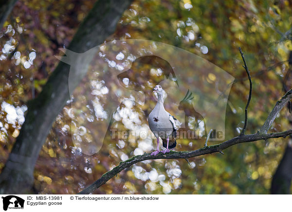 Egyptian goose / MBS-13981
