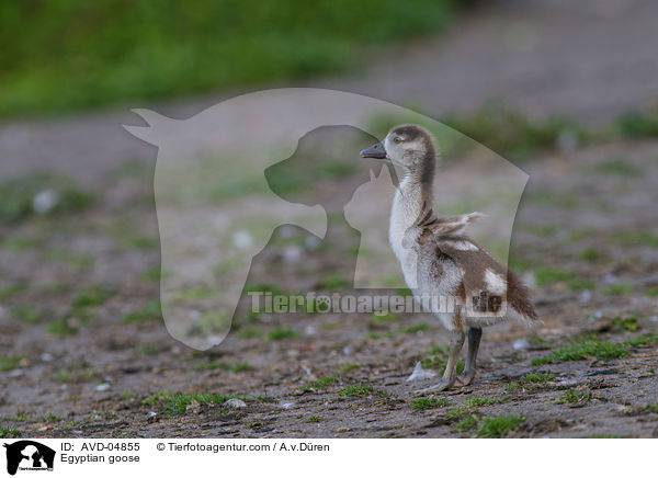 Nilgans / Egyptian goose / AVD-04855