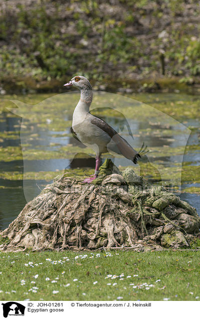 Egyptian goose / JOH-01261