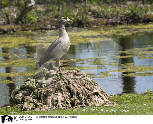 Egyptian goose / JOH-01262