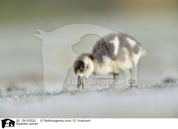 Egyptian goose / DV-03522