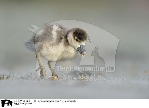 Egyptian goose / DV-03523