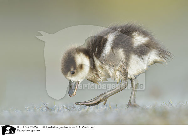 Egyptian goose / DV-03524