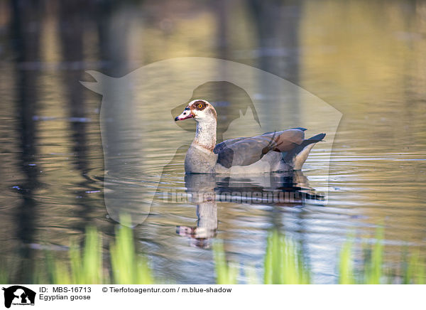 Nilgans / Egyptian goose / MBS-16713