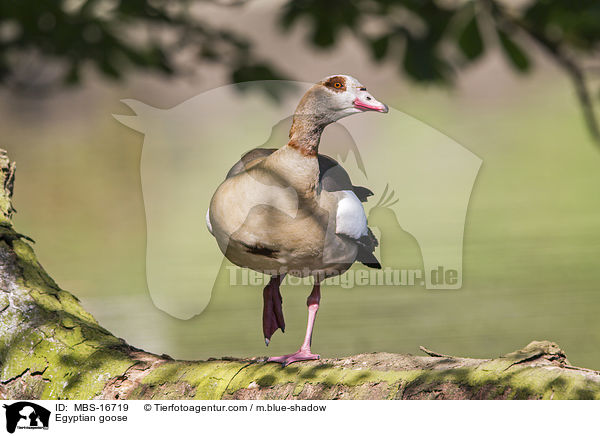 Nilgans / Egyptian goose / MBS-16719