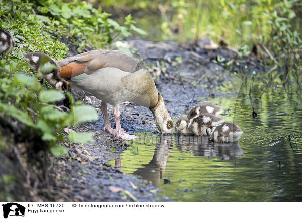 Nilgnse / Egyptian geese / MBS-16720