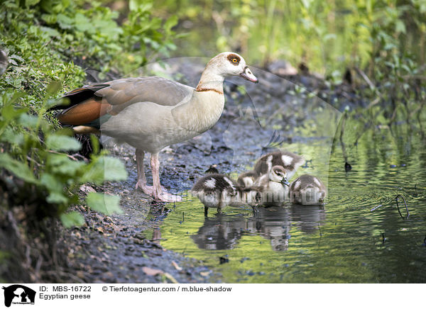 Nilgnse / Egyptian geese / MBS-16722