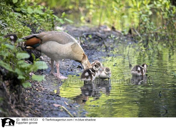 Nilgans / Egyptian goose / MBS-16723