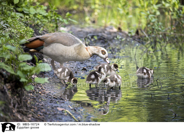 Nilgans / Egyptian goose / MBS-16724