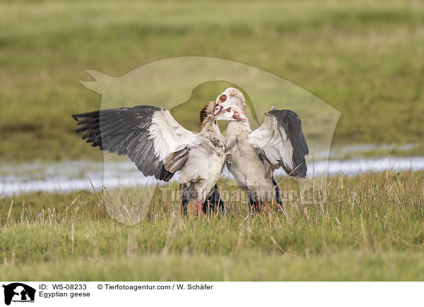 Egyptian geese / WS-08233