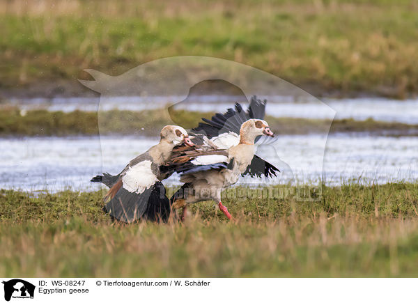 Nilgnse / Egyptian geese / WS-08247