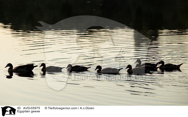 Egyptian geese / AVD-05975