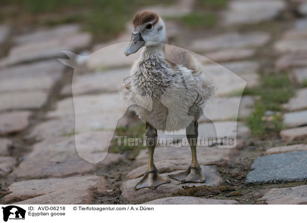 Egyptian goose / AVD-06218