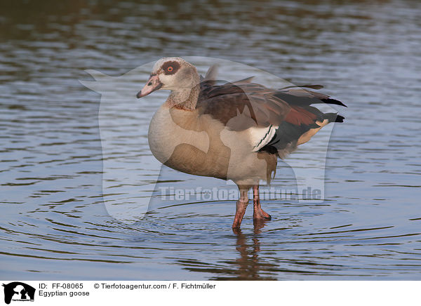 Egyptian goose / FF-08065
