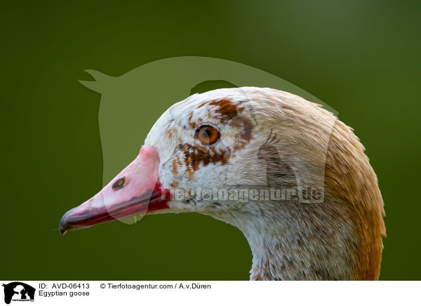 Egyptian goose / AVD-06413