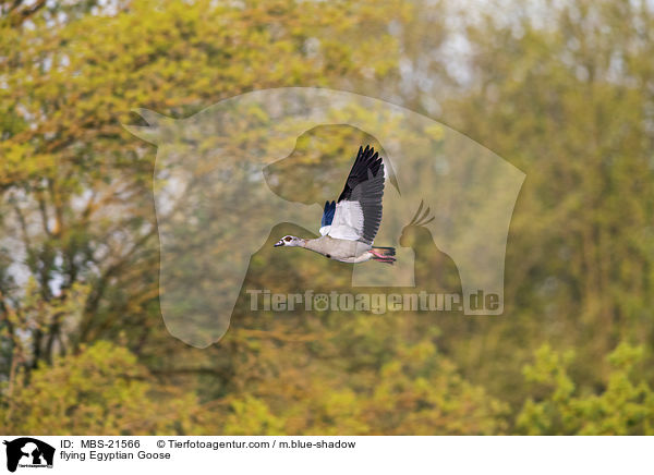 flying Egyptian Goose / MBS-21566