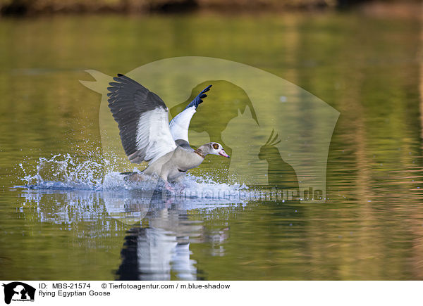 fliegende Nilgans / flying Egyptian Goose / MBS-21574