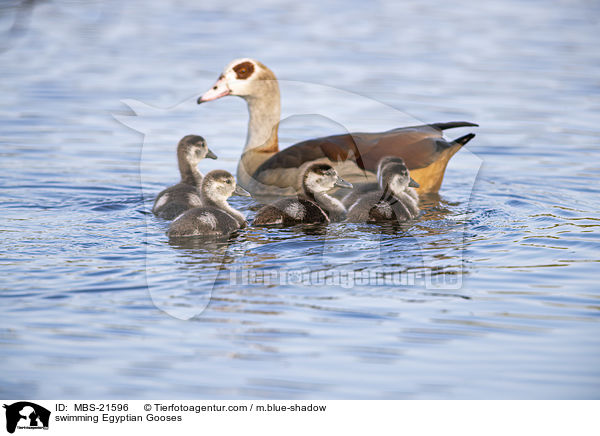 schwimmende Nilgnse / swimming Egyptian Gooses / MBS-21596