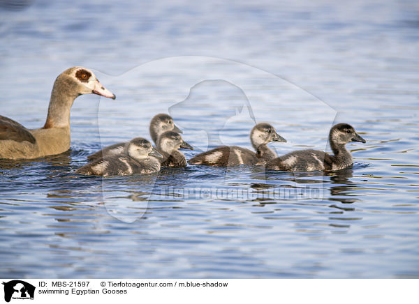 schwimmende Nilgnse / swimming Egyptian Gooses / MBS-21597