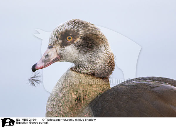 Egyptian Goose portrait / MBS-21601