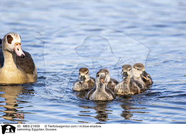 swimming Egyptian Gooses / MBS-21606