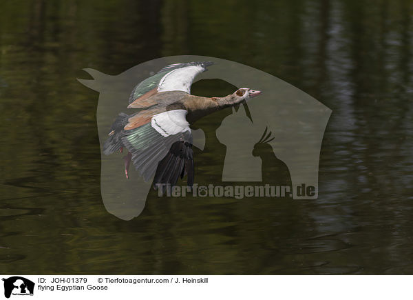 fliegende Nilgans / flying Egyptian Goose / JOH-01379