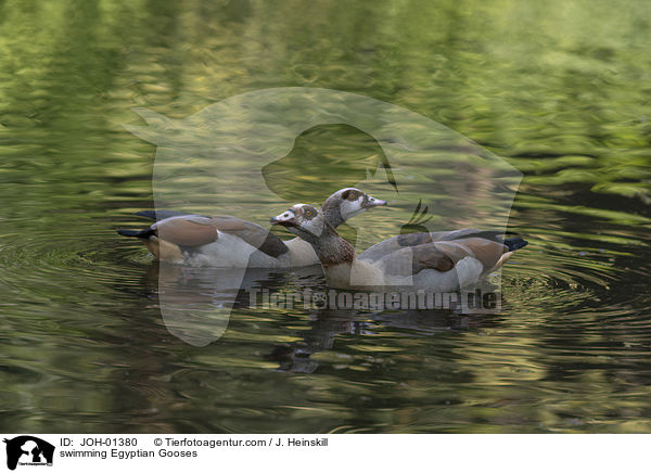 schwimmende Nilgnse / swimming Egyptian Gooses / JOH-01380
