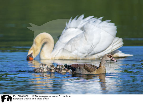 Nilgnse und Hckerschwan / Egyptian Goose and Mute Swan / FH-01609