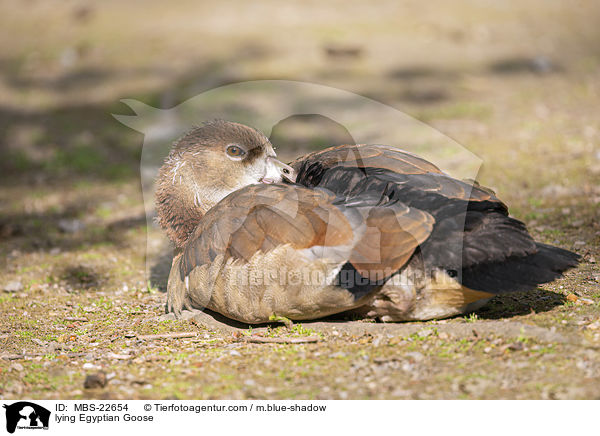 lying Egyptian Goose / MBS-22654
