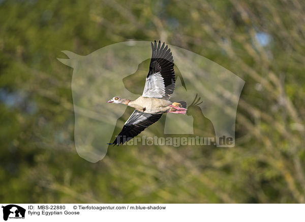 flying Egyptian Goose / MBS-22880