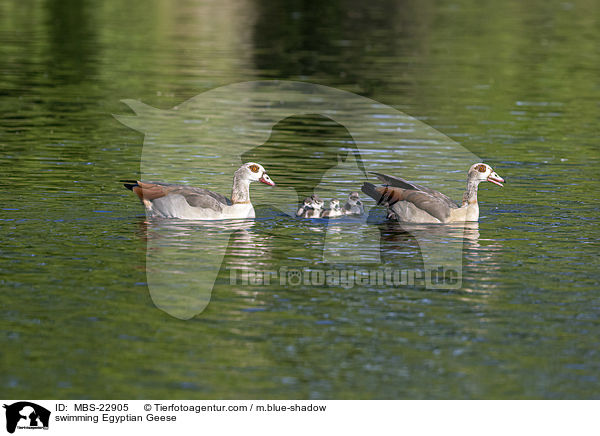 swimming Egyptian Geese / MBS-22905
