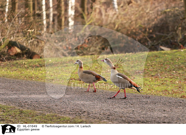 Nilgnse / Egyptian geese / HL-01649