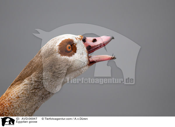 Egyptian goose / AVD-06947