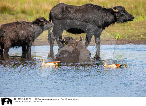 Water buffalo on the water / MBS-24079
