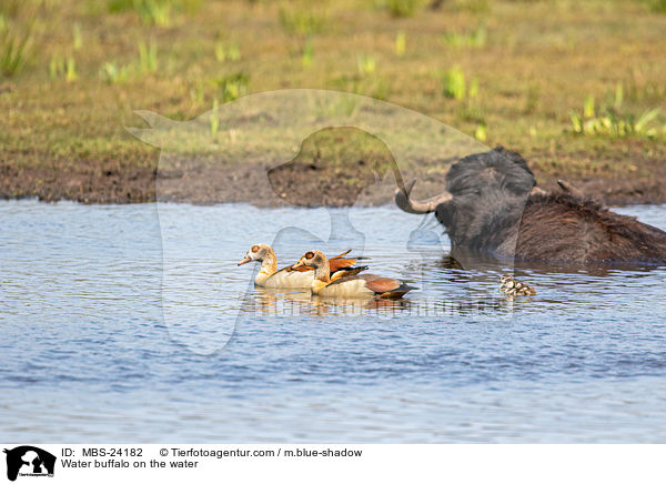 Wasserbffel am Wasser / Water buffalo on the water / MBS-24182