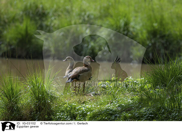Nilgnse / Egyptian geese / IG-03102