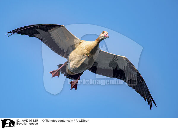 Nilgans / Egyptian goose / AVD-07325