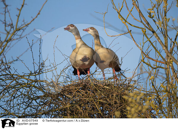 Egyptian goose / AVD-07549