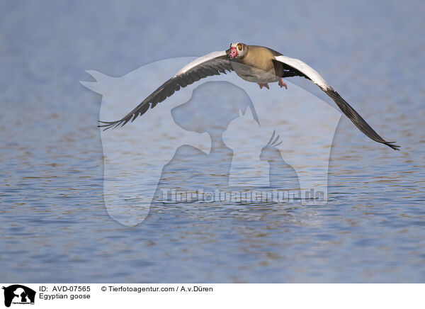 Egyptian goose / AVD-07565