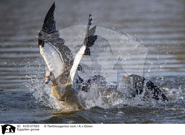 Nilgans / Egyptian goose / AVD-07583