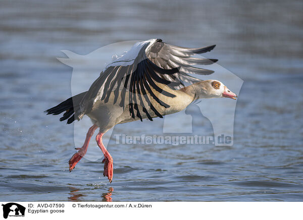 Nilgans / Egyptian goose / AVD-07590